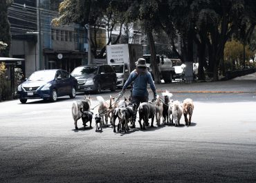 Empatía, resiliencia y trágala perro